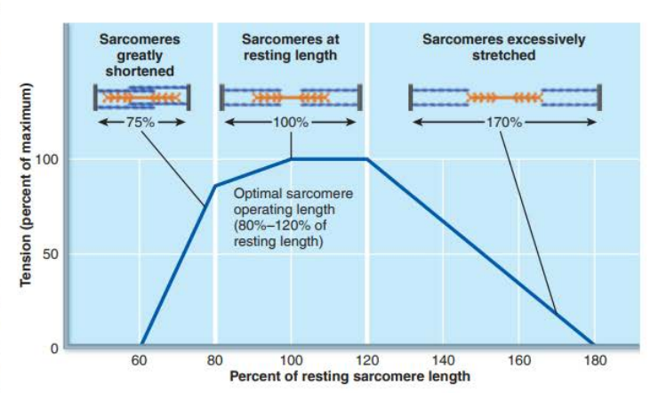 <p><span>Describe length tension relationship of sarcomeres in skeletal muscle – figure 9.19.</span></p>