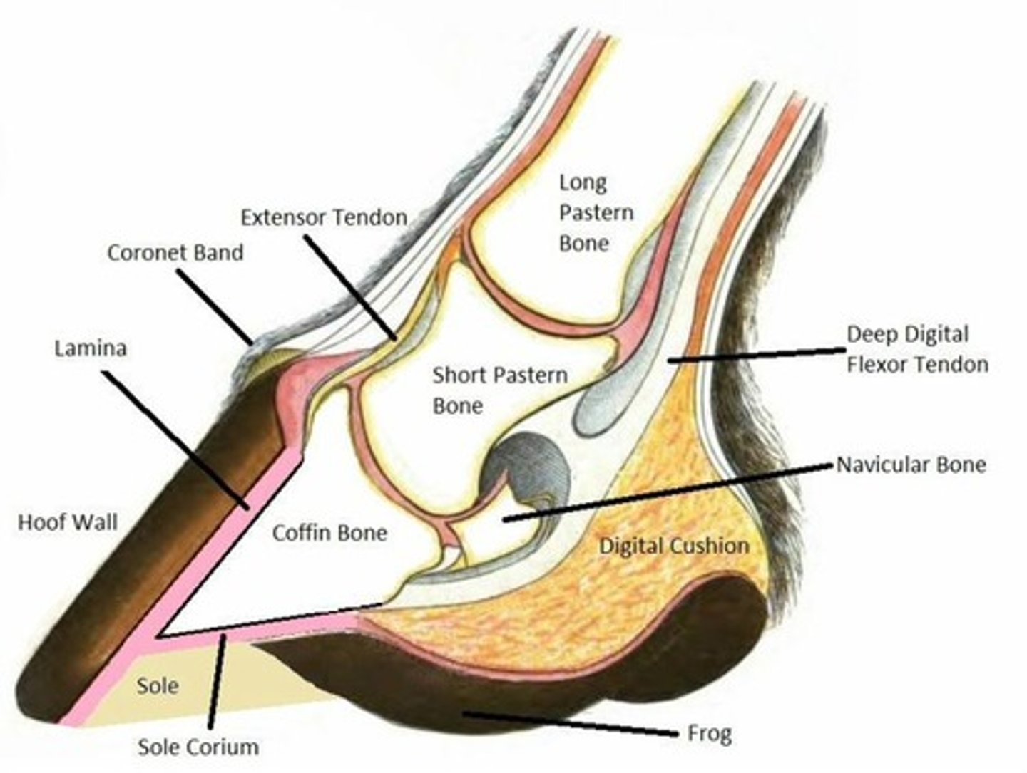 <p>Inflammation of the laminae of the foot, potentially caused by overeating grain, overwork on hard surfaces, or overconsumption of lush pastures.</p>