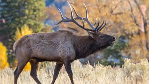 <p>Deer</p><ul><li><p><span style="background-color: transparent;"><span>Have sexual dimorphism; deciduous antlers usually only in males. Shed following rut and regrown in spring. Are important for display and fighting and defense.</span></span></p></li></ul><p></p>