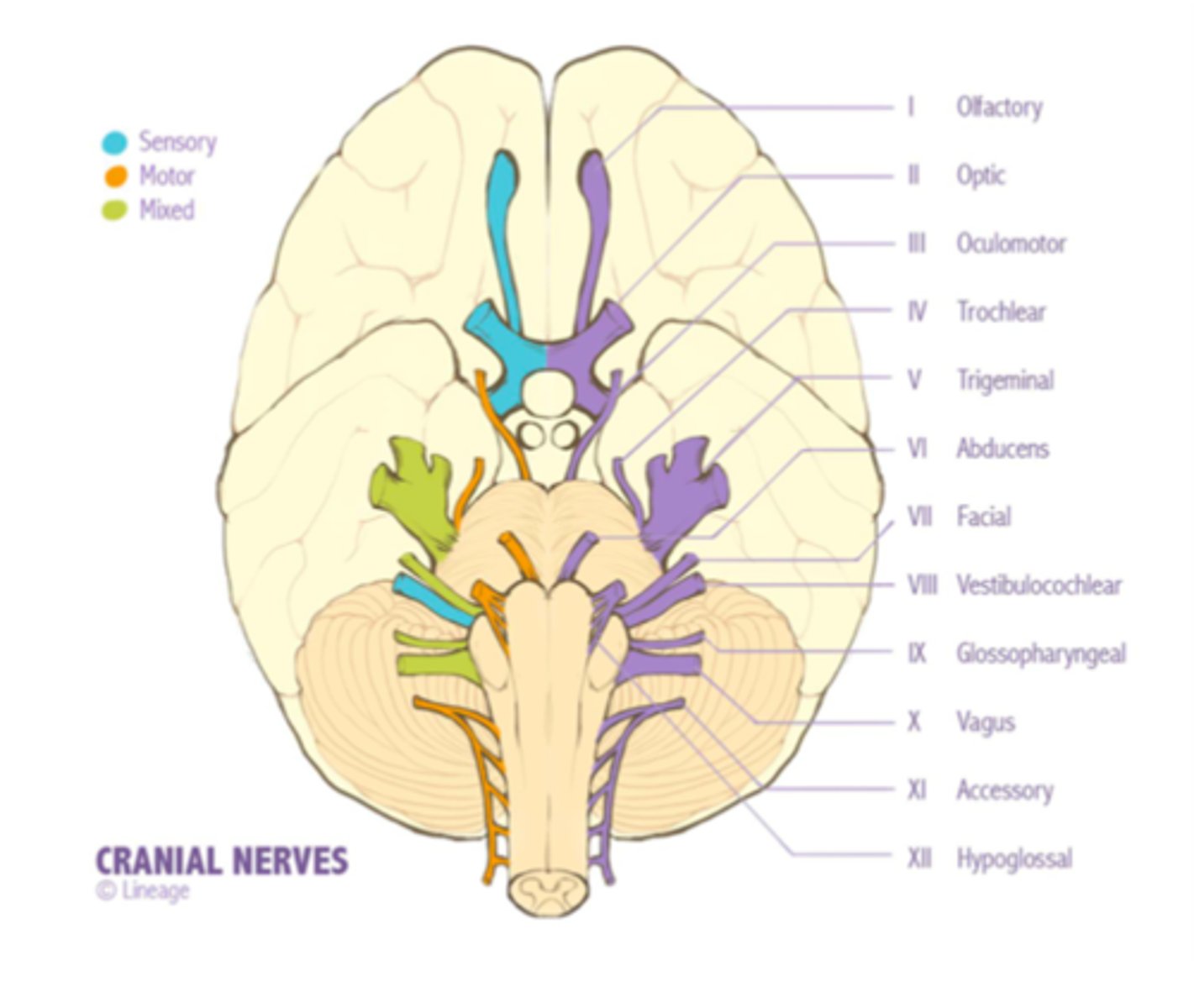 <p>Loss of smell - CN I = Olfactory nerve</p>