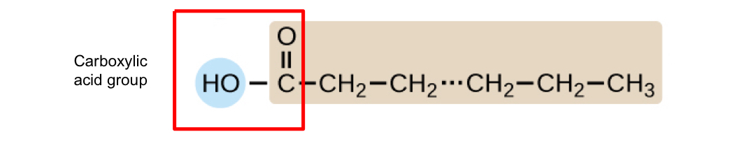 <p>lipids that contain long-chain hydrocarbons terminated with a carboxylic acid functional group</p><ul><li><p>can be saturated or unsaturated</p></li></ul><p></p>
