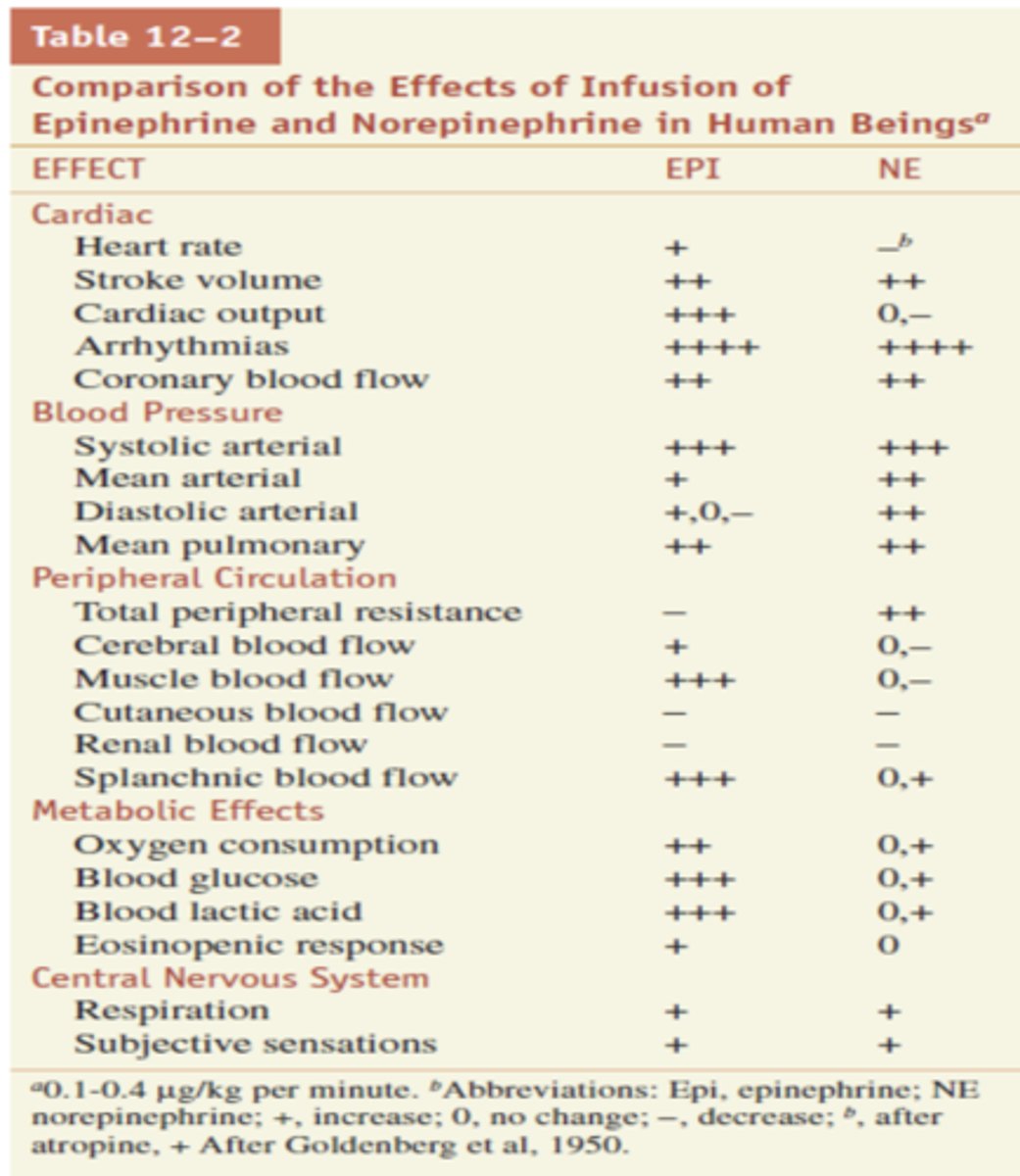 <p>Epinephrine</p>