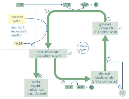 knowt flashcard image