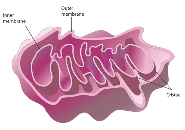 <ul><li><p>cells stay small and have weird shapes (EX: neurons-long and thin)</p></li><li><p>have highly folded internal membranes (EX: inner membrane of mitochondria)</p></li><li><p>highly folded organs (EX: Villi of intestines)</p></li></ul><p></p>