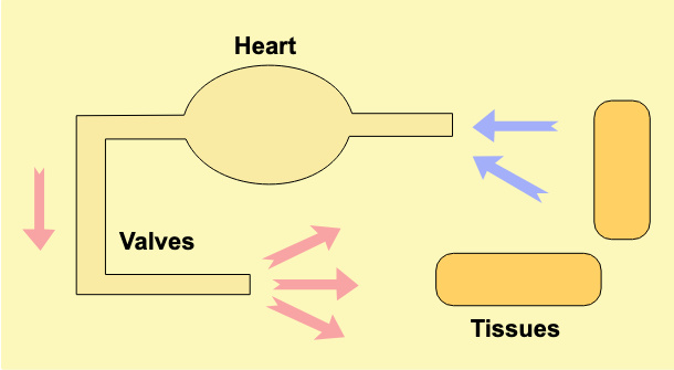 <p>In an <strong>OPEN CIRCULATORY </strong>system, the organs/cells within body cavities are directly bathed in what? (*fluid)</p>