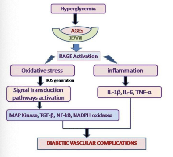 <ul><li><p>AGE, or Advanced Glycation End-products, are harmful compounds formed when proteins or lipids (not just hemoglobin) bond with sugars, which can accumulate and contribute to various chronic diseases, including diabetes and cardiovascular issues.</p></li></ul><ul><li><p>The more of this that occurs, the higher the potential damage</p></li></ul><p></p>