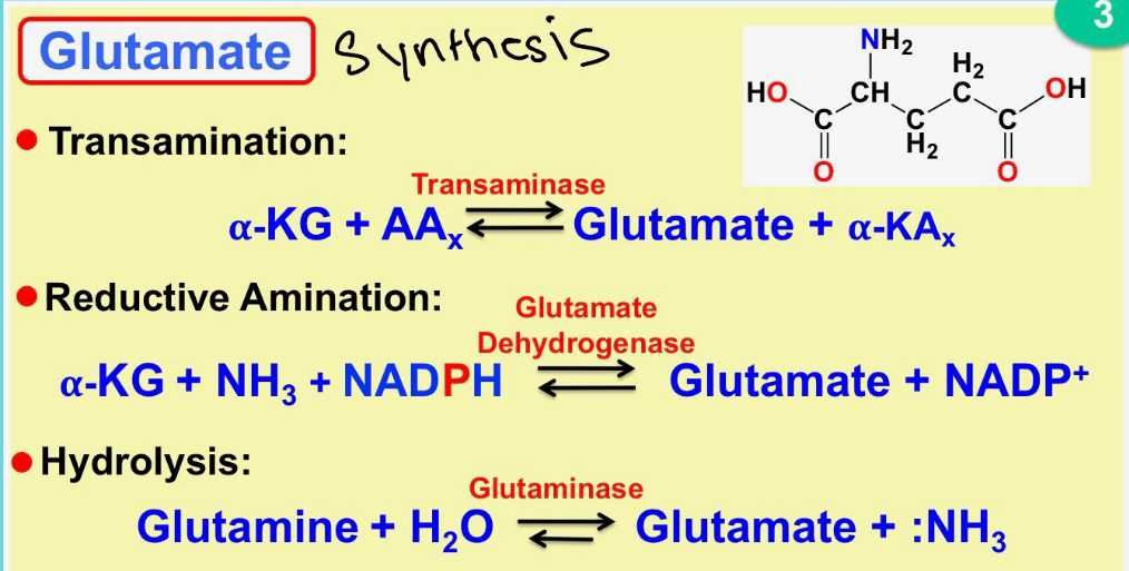 <p>transamination → reductive amination →hydrolysis</p>