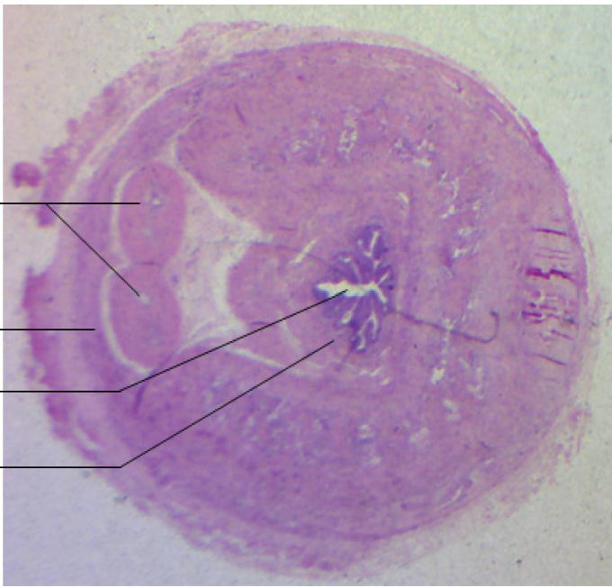 <p>Identify the organ in the micrograph</p>