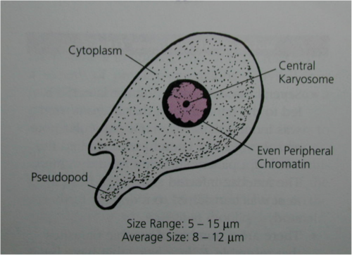 <p><em>Entamoeba hartmanni </em>troph</p>