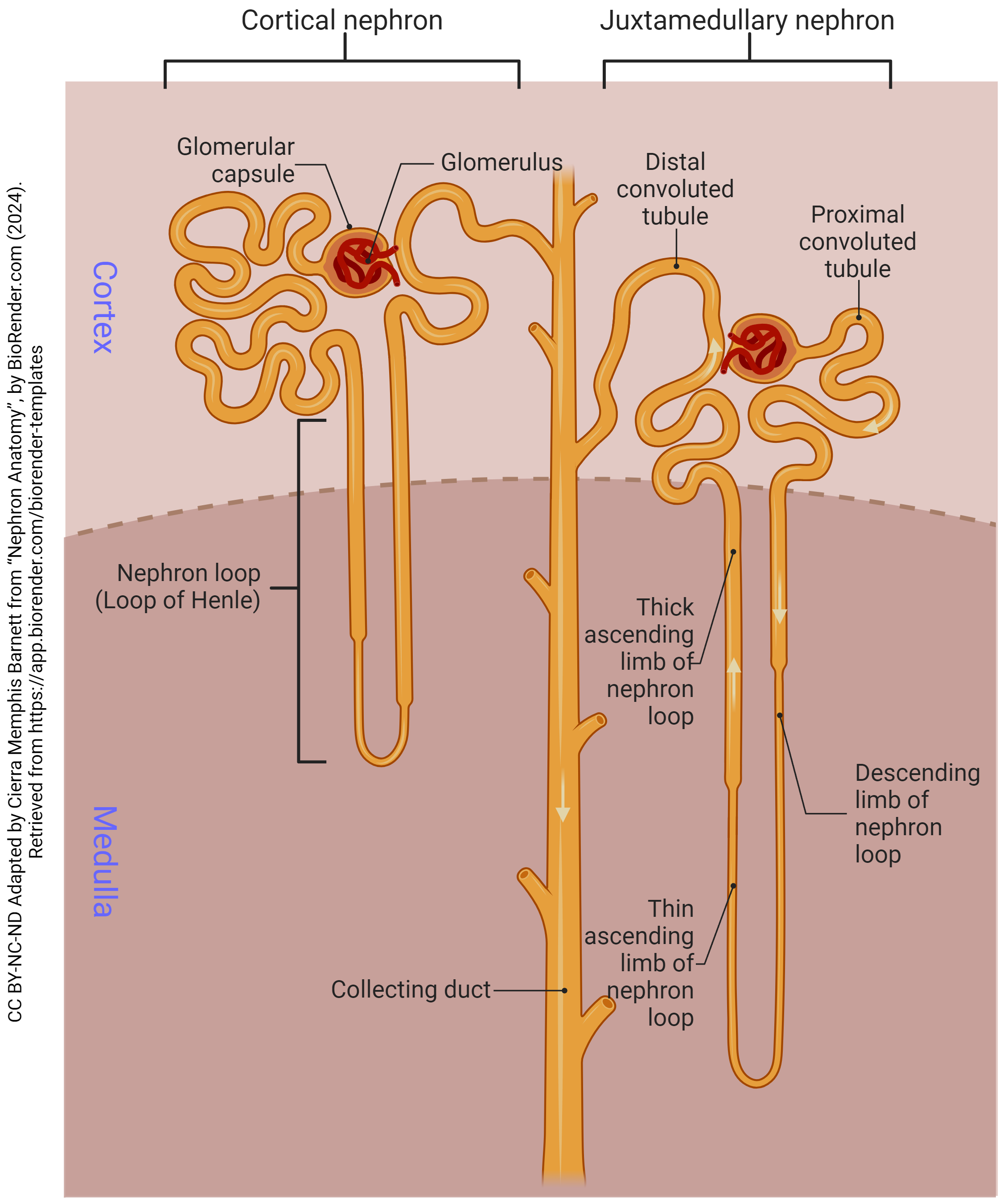 <p>has 5 parts, including renal corpuscle; the functional unit of the kidney, responsible for filtering waste products from the blood and producing urine; composed of the renal corpuscle, proximal convoluted tubule, loop of henle, distal convoluted tubule and collecting duct</p>