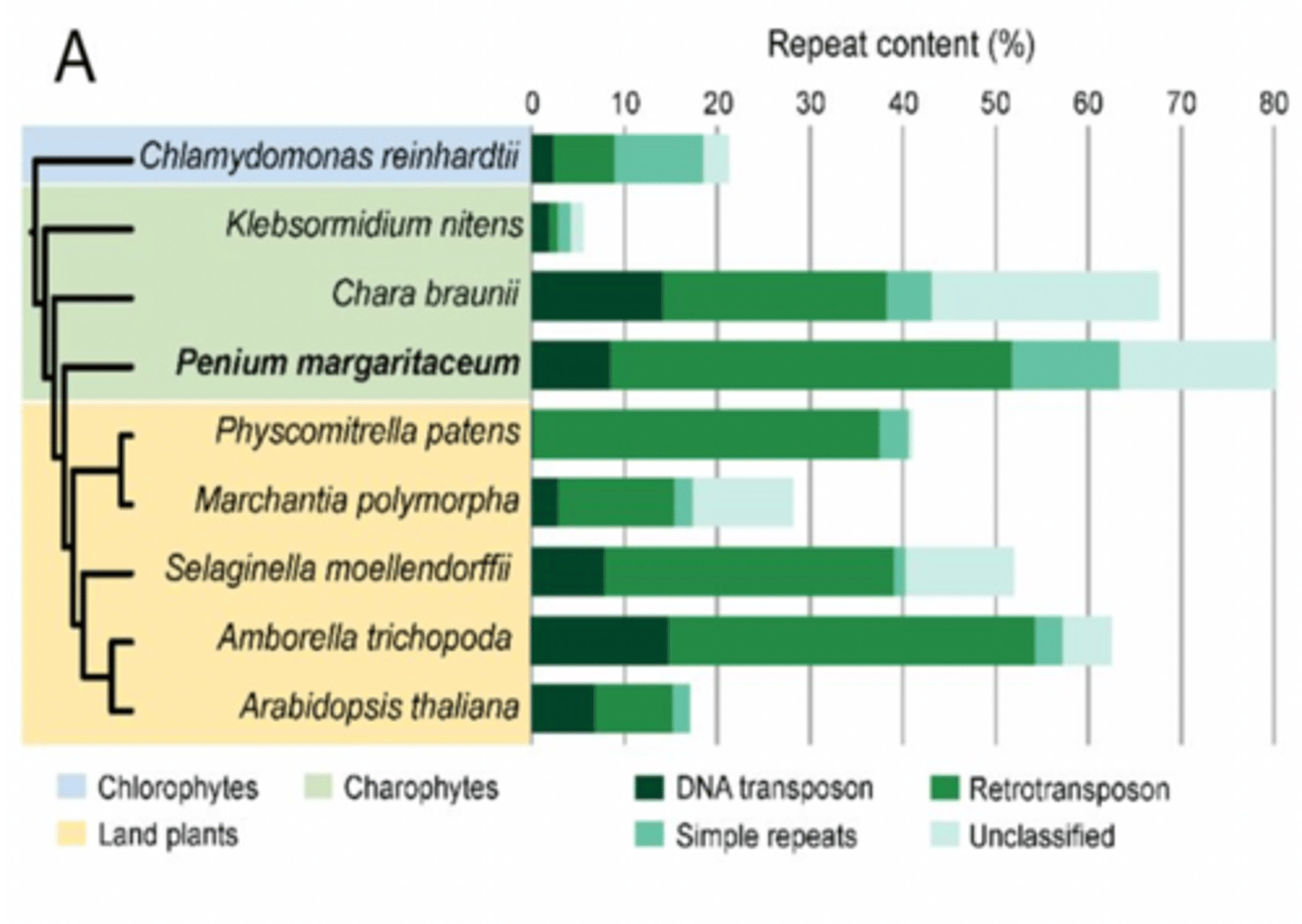 <p>high abundance of retrotransposons in the genome of the desmid Penium margaritaceum, which may have allowed ancestral Zygnematophyceae to "customize" their genomes to develop the morphological and physiological traits needed to survive on dry land</p>