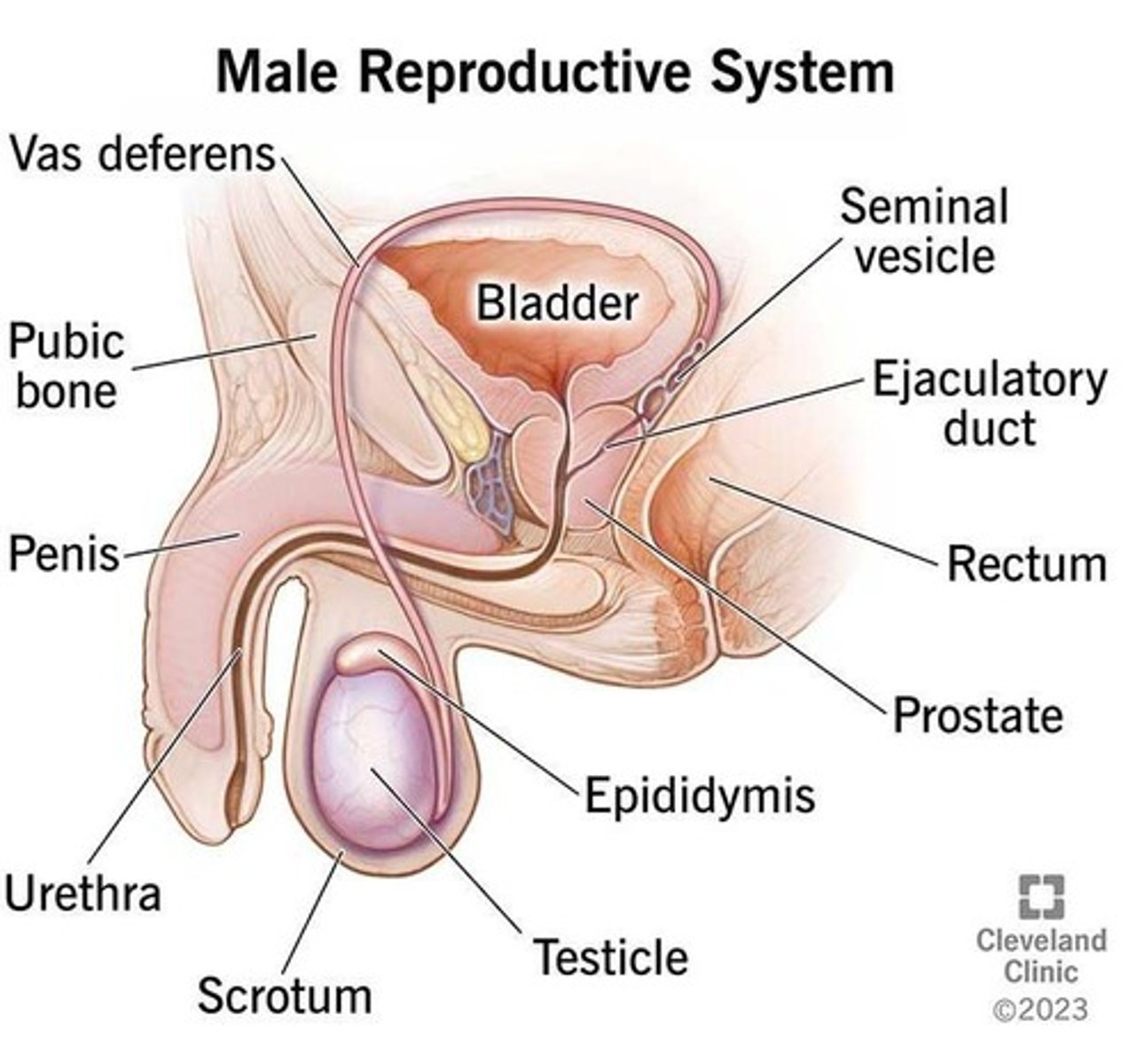<p>Ovaries, fallopian tubes, uterus, cervix, and vagina.</p>