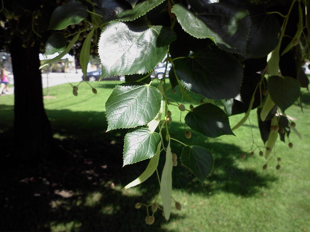 <p><em>Tilia americana</em></p>