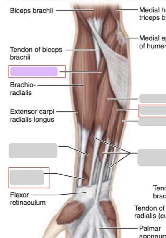 <p>Anterior arm (superficial)</p>