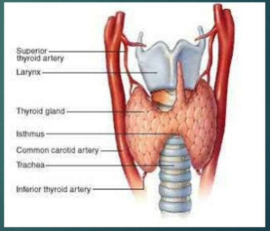 <p>trachea and larynx </p>