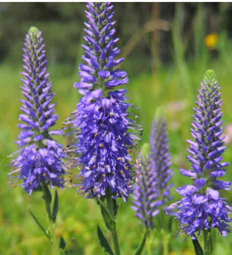 <p><span>Veronica spicata</span></p><p><span>Spike Speedwell</span></p>