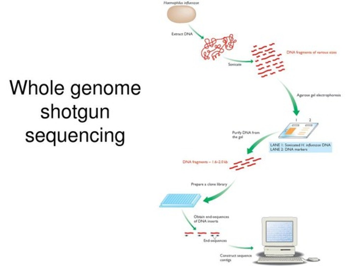 <p>A method used to sequence the first genome, Haemophilus influenzae.</p>