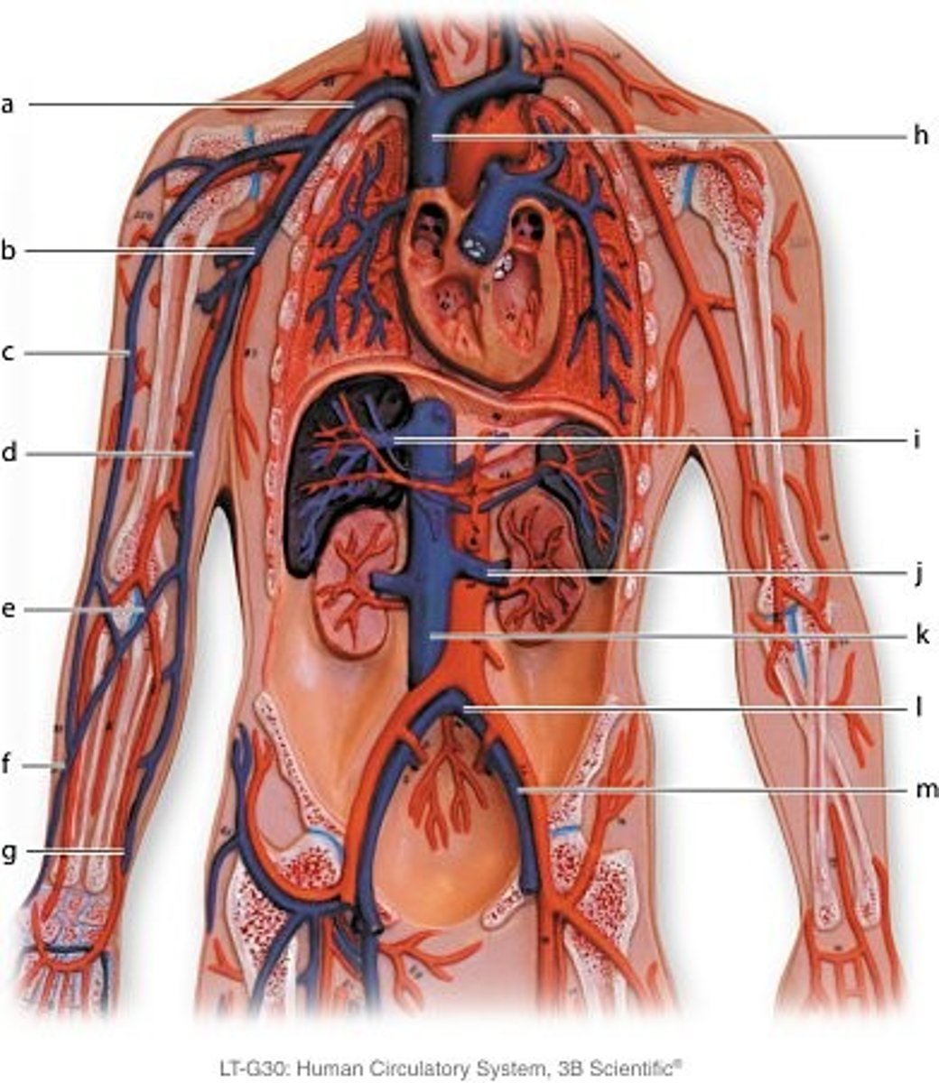 <p>median cubital vein</p>