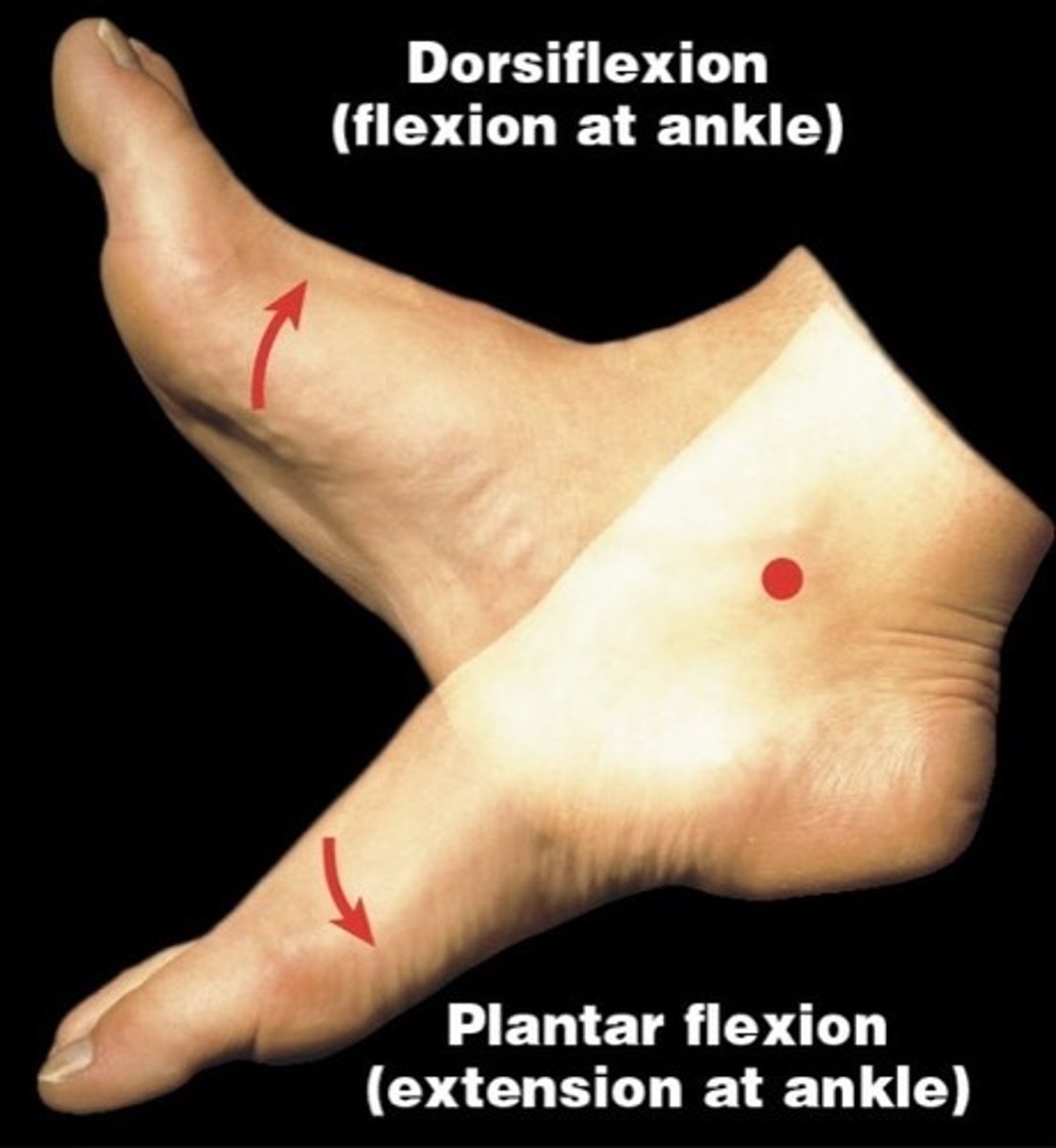 <p>flexing the foot and toes upward</p>