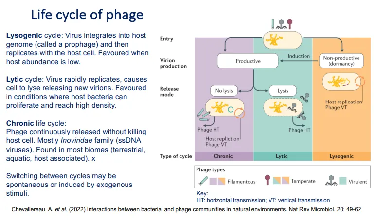<p>in the <strong>lysogenic cycle</strong>:</p><ul><li><p>the virus attaches to its target cell, E.coli and viral contents are released into the cytoplasm</p></li><li><p><strong>the viral DNA integrates into the host genome </strong>where it stays <strong>dormant </strong>and is replicated as the host genome is replicated</p></li><li><p>this is favoured when<strong> host abundance is low</strong>, as killing host cells is unfavourable</p></li></ul><p></p><p>in the <strong>lytic cycle</strong>:</p><ul><li><p>the viral DNA is excised from the host genome</p></li><li><p>proteins eg. polymerases are synthesised from the viral DNA, which are used to replicate the genetic material</p></li><li><p><strong>new virus particles are assembled and are released when the cell lyses</strong></p></li></ul><p>the switch from the dormant lysogenic cycle to the productive lytic cycle can be <strong>spontaneous </strong>or caused by a <strong>stimulus</strong></p><p></p><p>in the <strong>chronic </strong>life cycle:</p><ul><li><p>the virions are continually released by exocytosis, so that the cell is not killed and continues to make new viruses</p></li></ul><p></p>