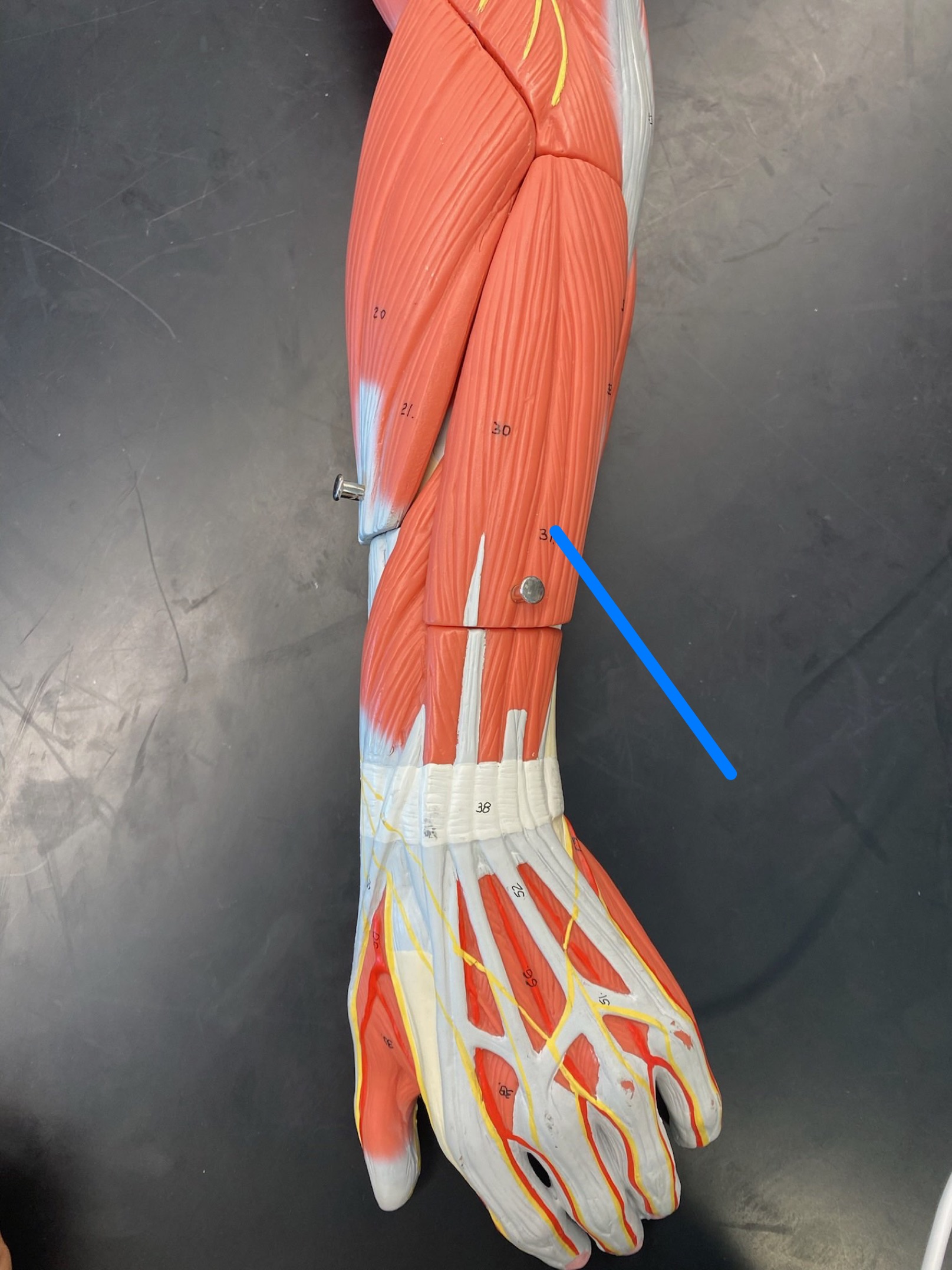 <p>ID muscle</p>