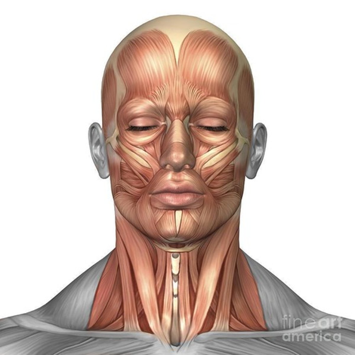 <p>A muscle that allows for rotation and flexion of the neck.</p>