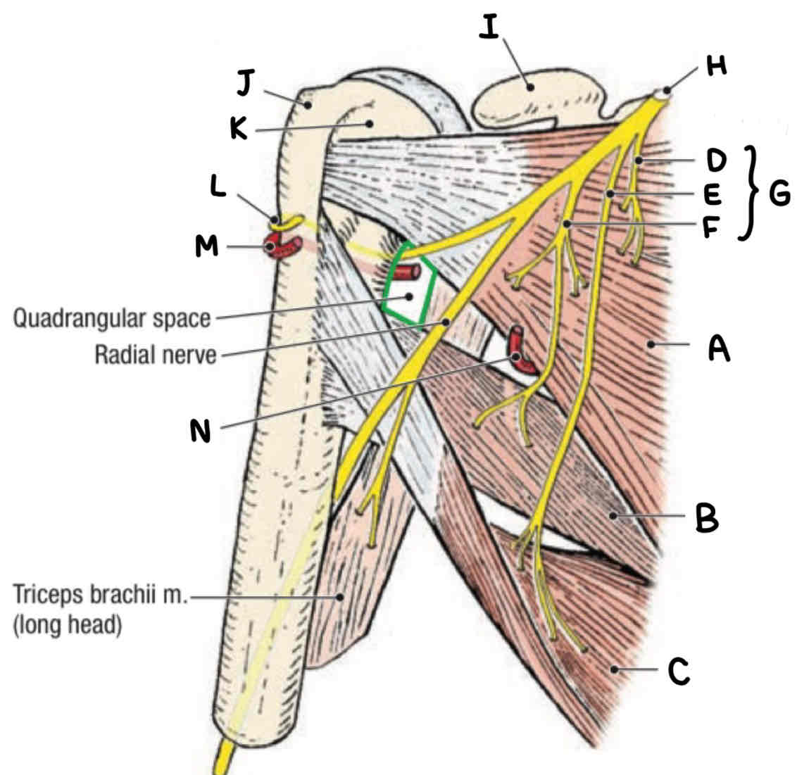 <p>what is n</p>