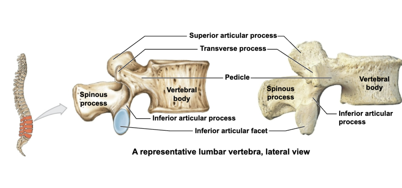 <p>Lumbar region </p>