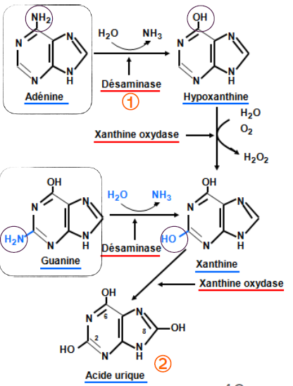 <p>D’abord desaminee en hypoxanthine, puis oxydee en xanthine. La xanthine oxydase catalyse la formation de l’acide urique </p>
