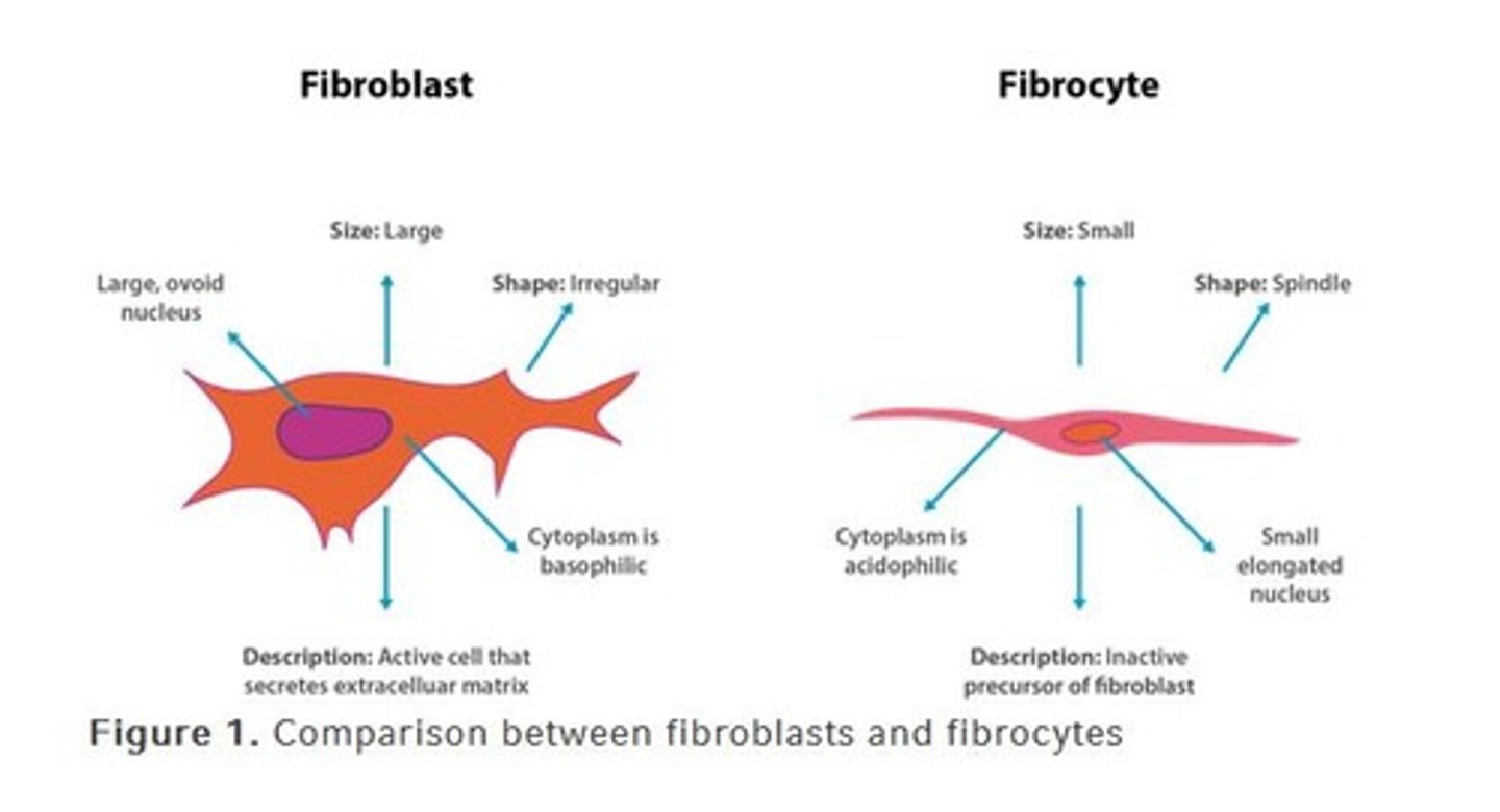 <p>Spindle-shaped cells that synthesize and maintain proteinaceous ground substance and connective tissue fibers like collagen and elastin.</p>