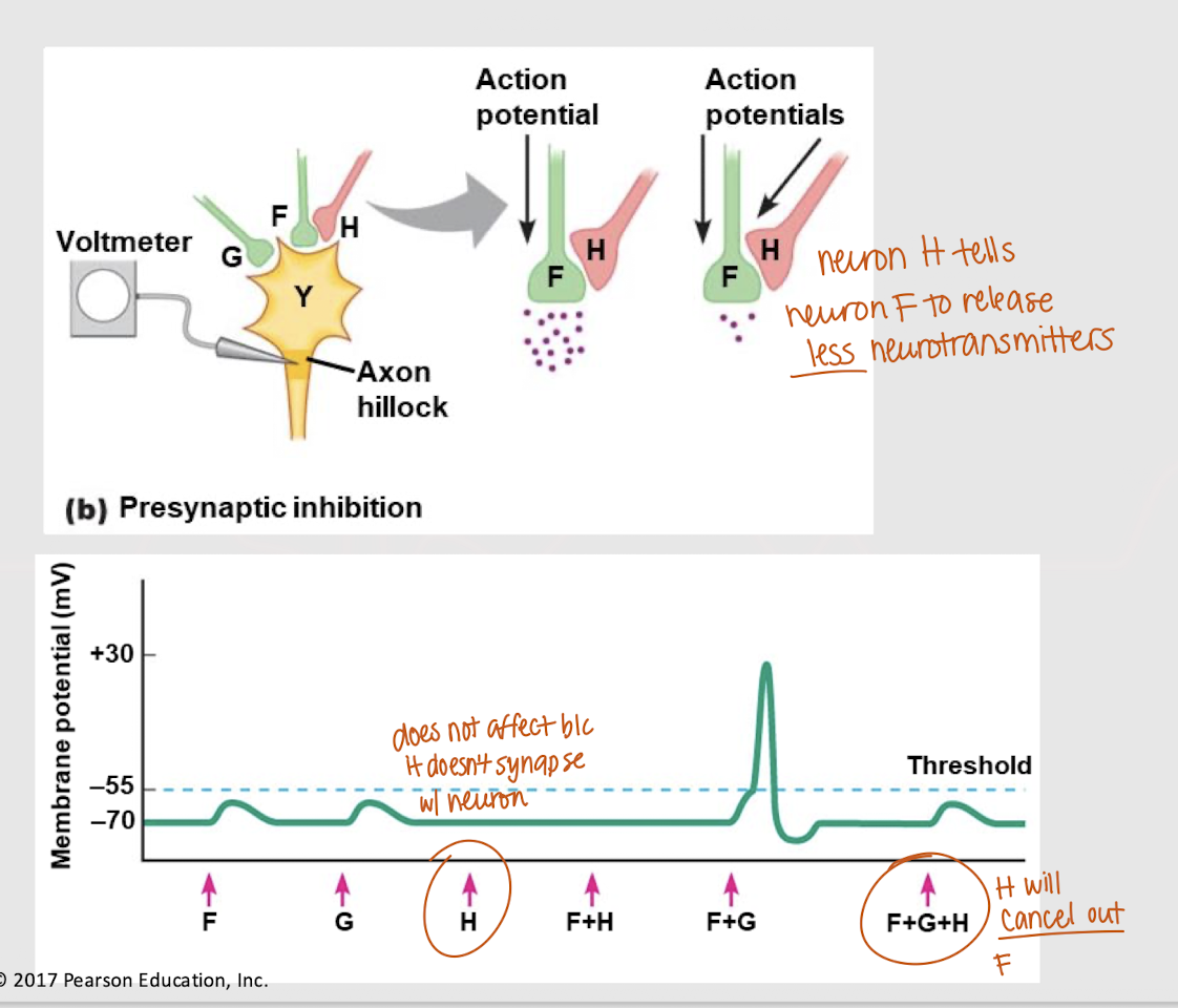 <p>If both F and H send a signal, will an action potential occur? </p>