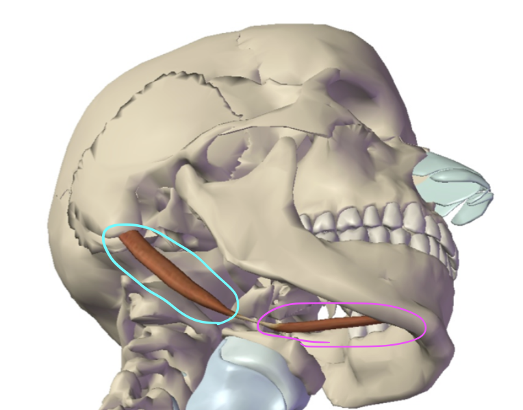<p>What is this muscle circled in pink?</p>