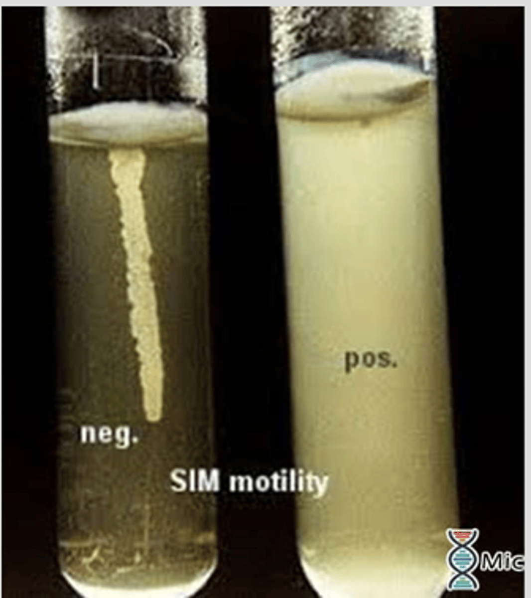 <p>If the organisms are non motile on the microscope this media should be used </p><p>-2 tubes of a motility medium sulfide indole motility(SIM) are stab inoculated </p><p>-one tube is incubated at 27C and the other at room temp for 24-48 hours </p><p>-if growth is restricted to the stab inoculation line the organism is not motile </p><p>-Diffuse growth throughout medium means it is motile </p>