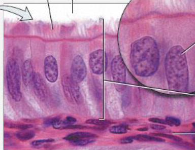 <p>tall slender cells</p><p>typically have microvilli</p><p>location: uterine tube</p><p>function: move mucus + foreign particles to throat → cough</p>