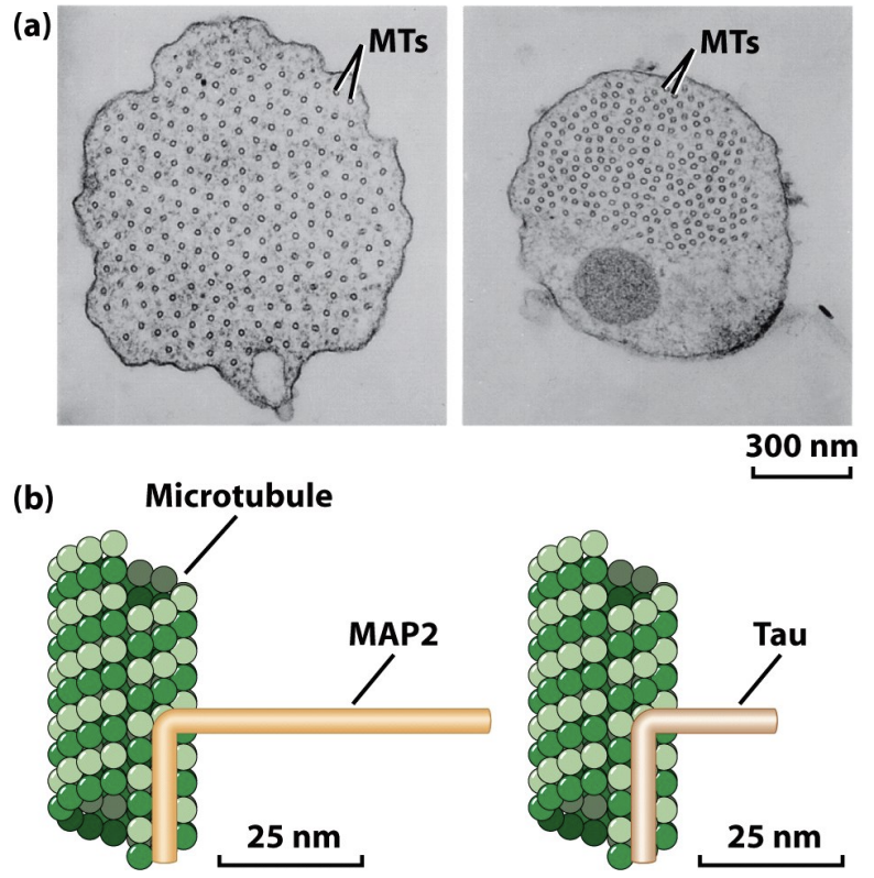 \
* Stabilize microtubules by binding to sides
* Create spacing - Tau is tight, MAP2 has more space

\
\
* MAPs like Tau stabilize and control the spacing of microtubules
  * Neurons have these
  * MAP2 and Tau bind to microtubule (microtubule binding domain) and project away (projection domain)
  * MAP2 has longer projection domain, a lot of MAP2 spaces aout microtubules, Tau has closer spacing
  * Overexpression makes spacing change