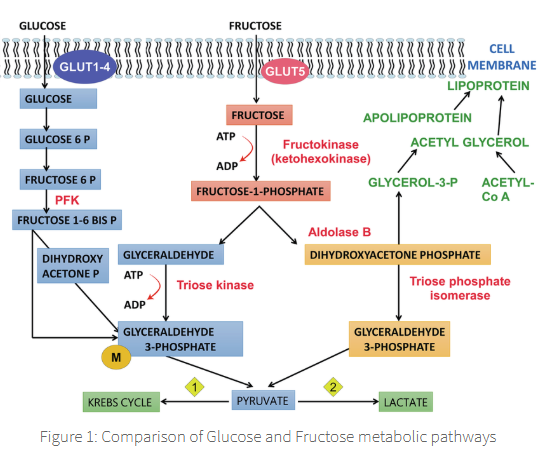 <p><span><span>This explains why fructose disappears from blood more rapidly than glucose in diabetic subjects. </span></span></p>