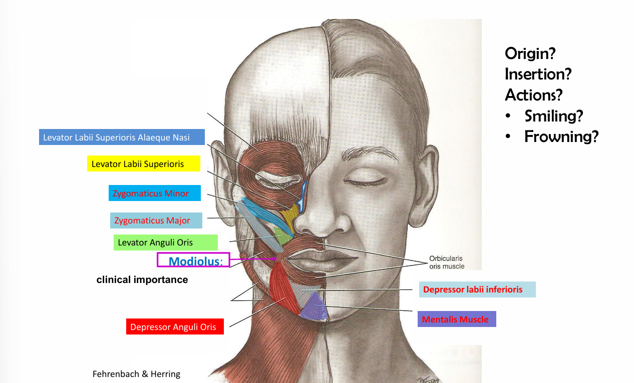 <p>origin- zygomatic bone</p><p>insertion- skin tissues of upper lip</p><p>action- elevate the upper lip (smile)</p>