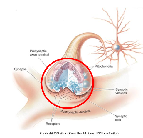 <p>The axon terminal is just part of the synapse - which is the overall name for the special connection between two neurons</p><p></p><p>synapse contain a:</p><ul><li><p>pre-synaptic membrane (which releases vesicles containing neurotransmitters)</p></li><li><p>synaptic cleft (small gap between membranes of two neurons)</p></li><li><p>post-synaptic membrane (neurotransmitter binds to specialized protein and is converted into an electrical signal)</p></li></ul><p></p>