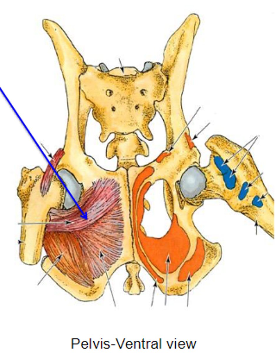 <p>What muscle is this, acting on the hip joint?</p>