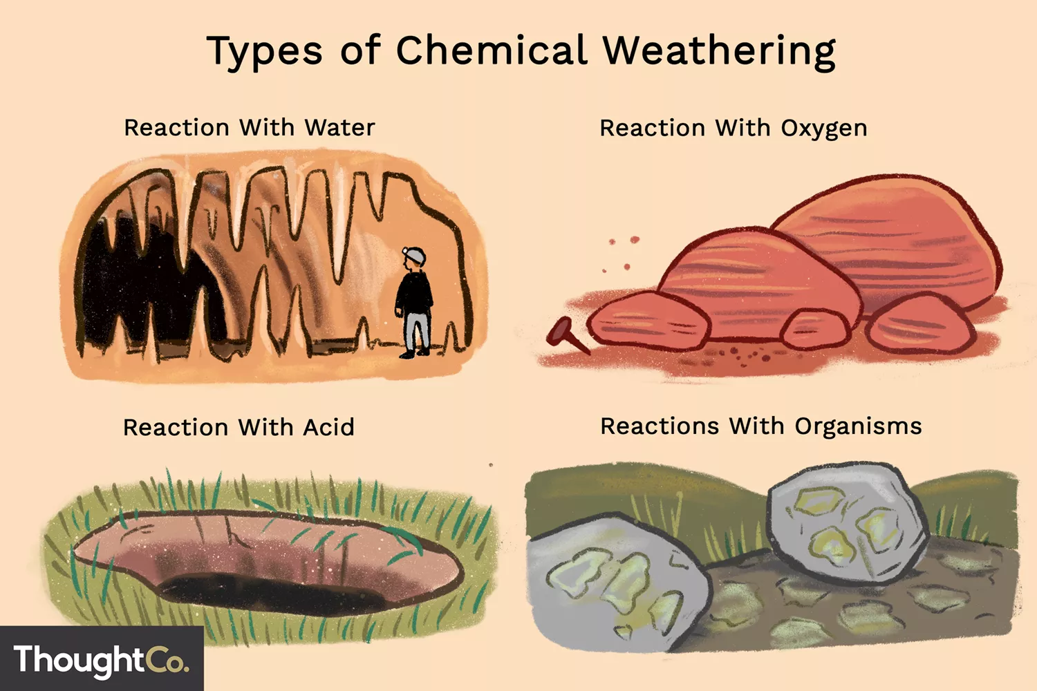 <p>Breakdown of rock to form soil</p><p>ex: lichen and moss can breakdown / primary successores</p><p>ex: wind and water, ice, animals , growing plants</p><p>chemical weathering =acid rain, rust on rocks</p><p>Biological weathering = plants growing in rocks, human activity, animal burrowing</p>