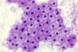 <p>what type of tissue is this</p>