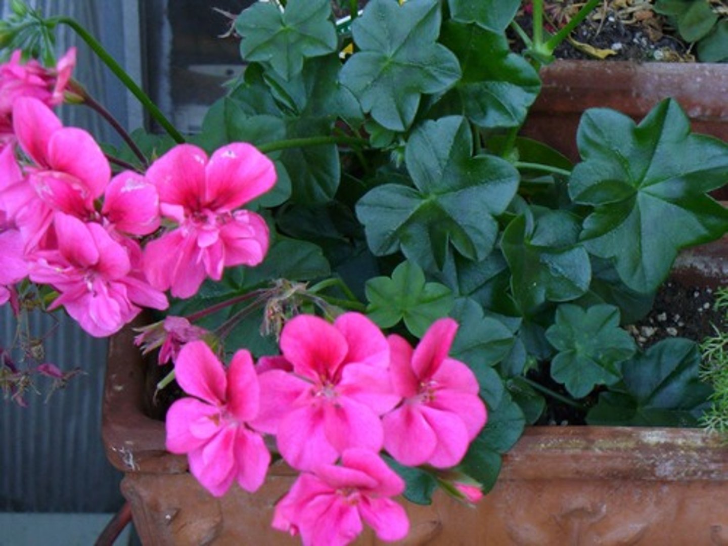 <p>Very stout, wavy lobes on the leaf</p><p>Not as hairy as regular geranium</p>