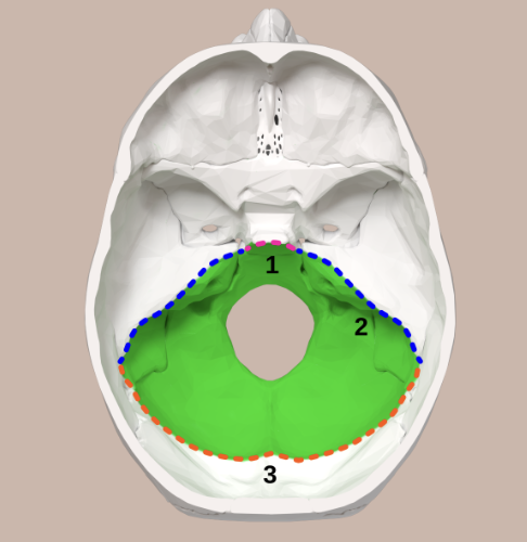 <p>what is this skull feature? </p>