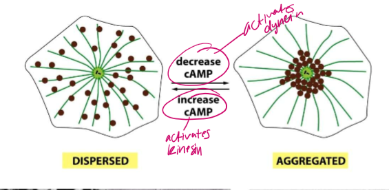 <p>cAMP!</p><p>An increase in cAMP can activate kinesin.</p><p>A decrease in cAMP can activate dynein.</p>