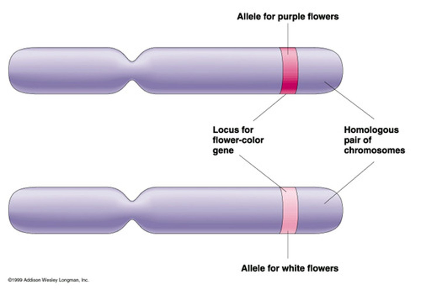 <p>A version of a gene due to a variation in the nucleotide sequence.</p>