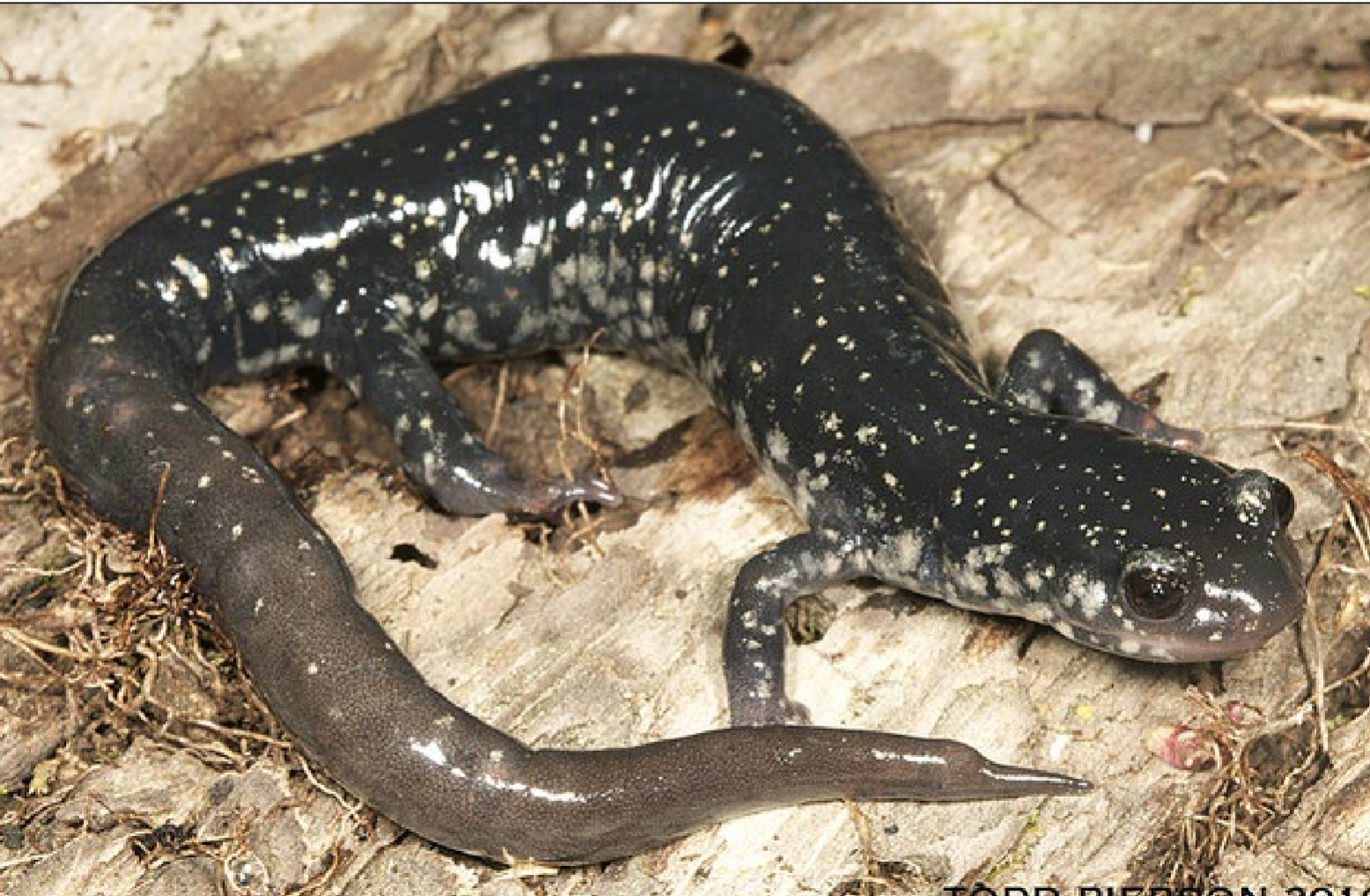 <p>Plethodon glutinosus </p>