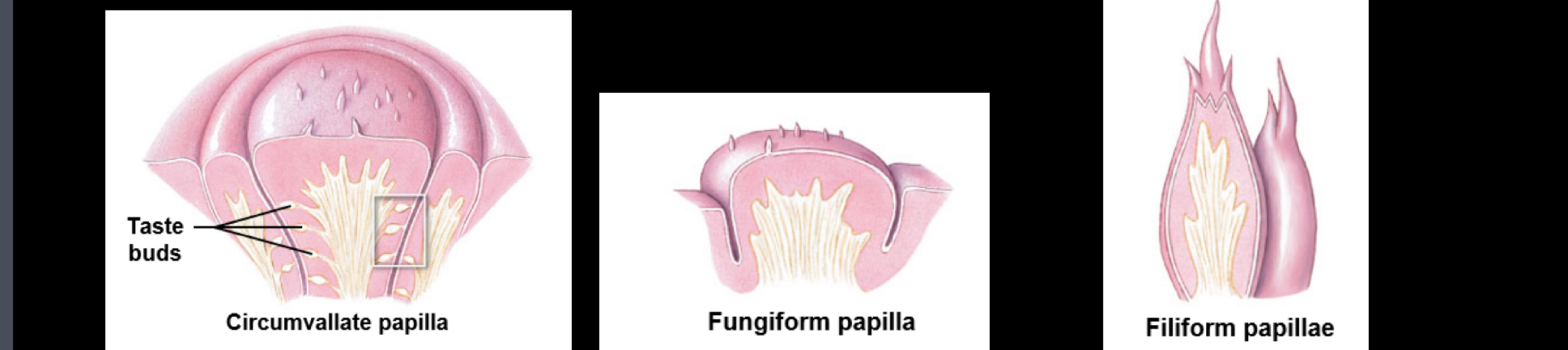 <ol><li><p>Circumvallate papilla</p></li><li><p>Fungi form papilla</p></li><li><p>Filiform papillae</p></li></ol>