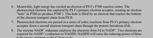 <p>light reactions part 2</p>