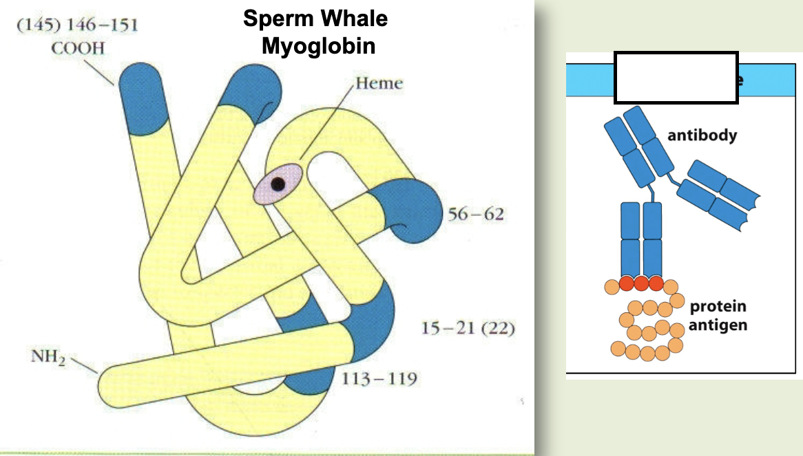 <p>a continuous sequence of amino acids recognized by an antibody</p>