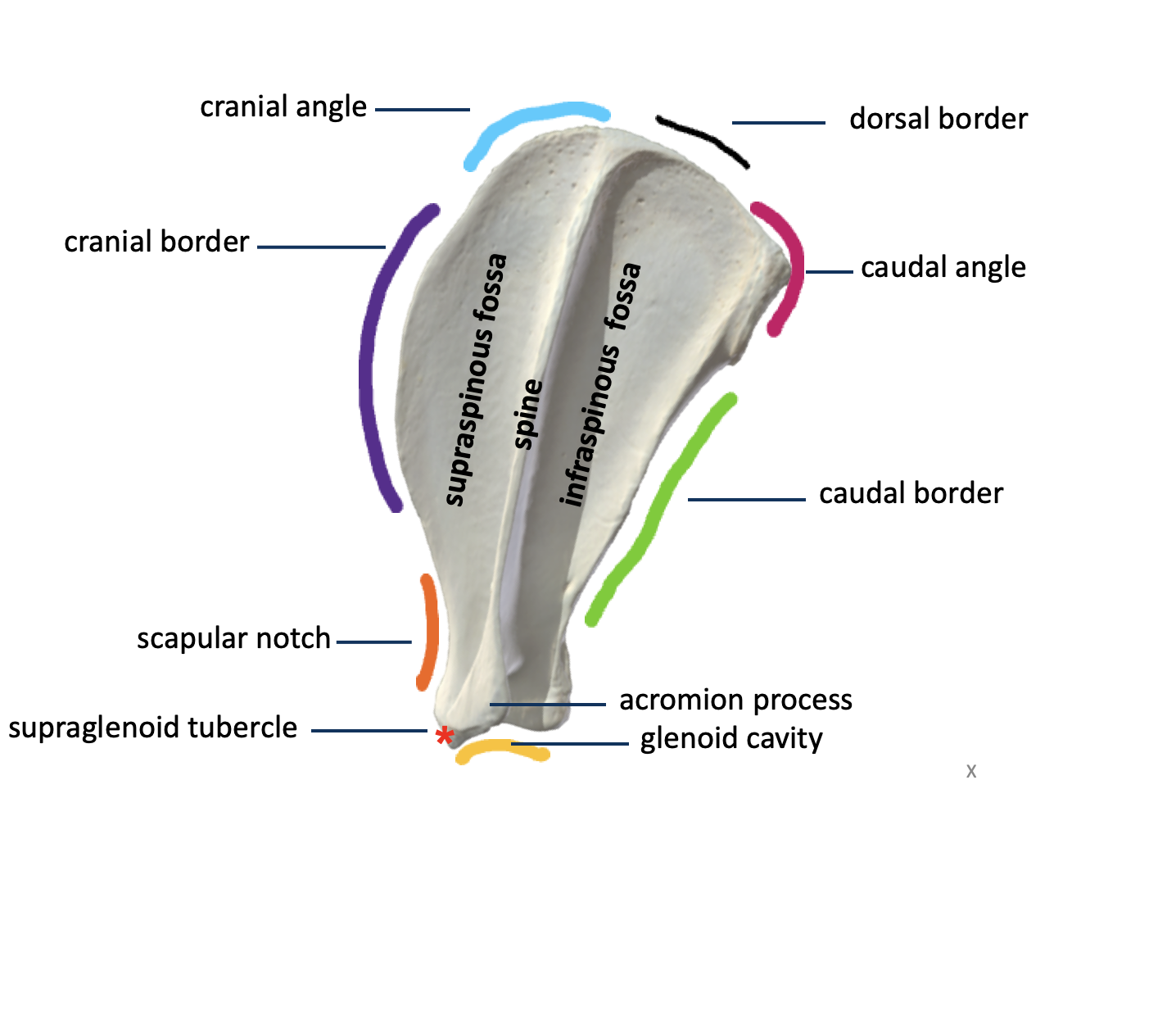 <p><strong>Dorsal border</strong> - palpable</p><p><strong>Cranial border </strong>- palpable</p><p><strong>Caudal border</strong> - can’t palpate, beneath muscle</p><p></p><p><strong>Scapular spine</strong> - palpable </p><ul><li><p>Divides scapula into a <u>Supraspinous fossa</u> (“above spine”) and <u>Infraspinous fossa</u> (“below spine”)</p></li></ul><p></p><p><strong>Acromion process</strong> - PALPABLE</p><ul><li><p>Found towards the distal end of the scapula</p></li><li><p>Is used as a marker to find the shoulder joint</p></li></ul><p></p>